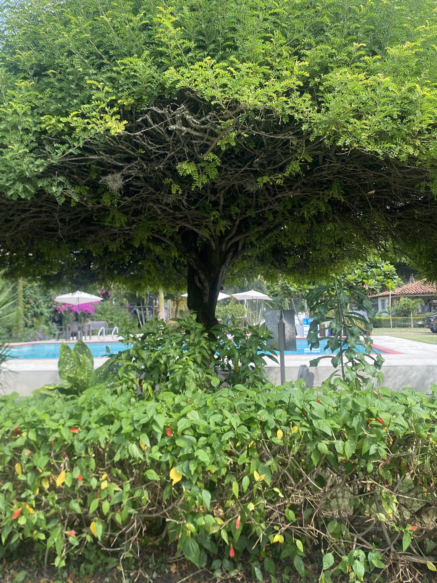 Vista del jardín junto a la piscina