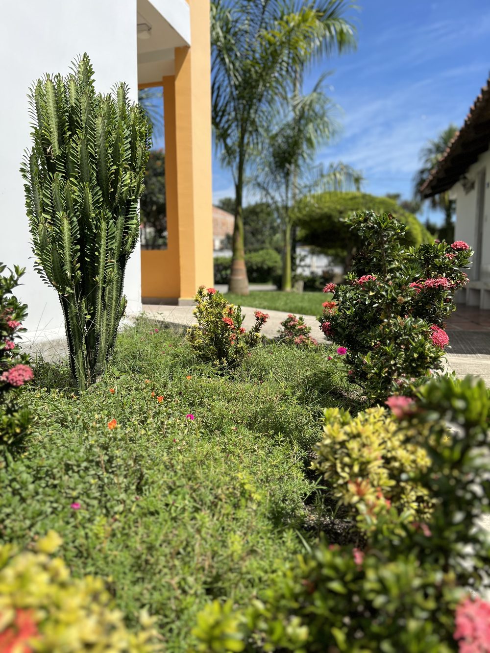 Jardines floridos