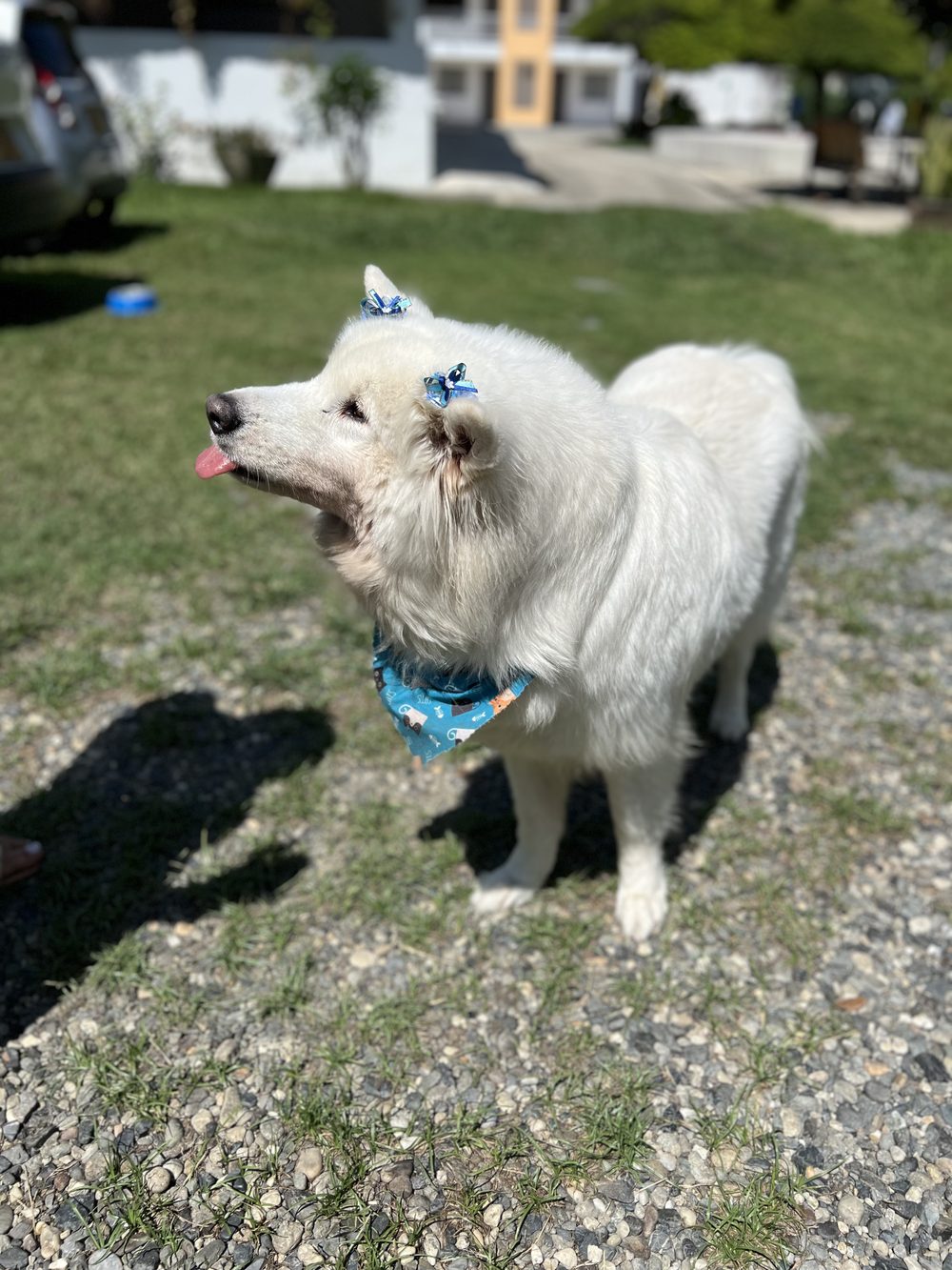 Hotel pet friendly